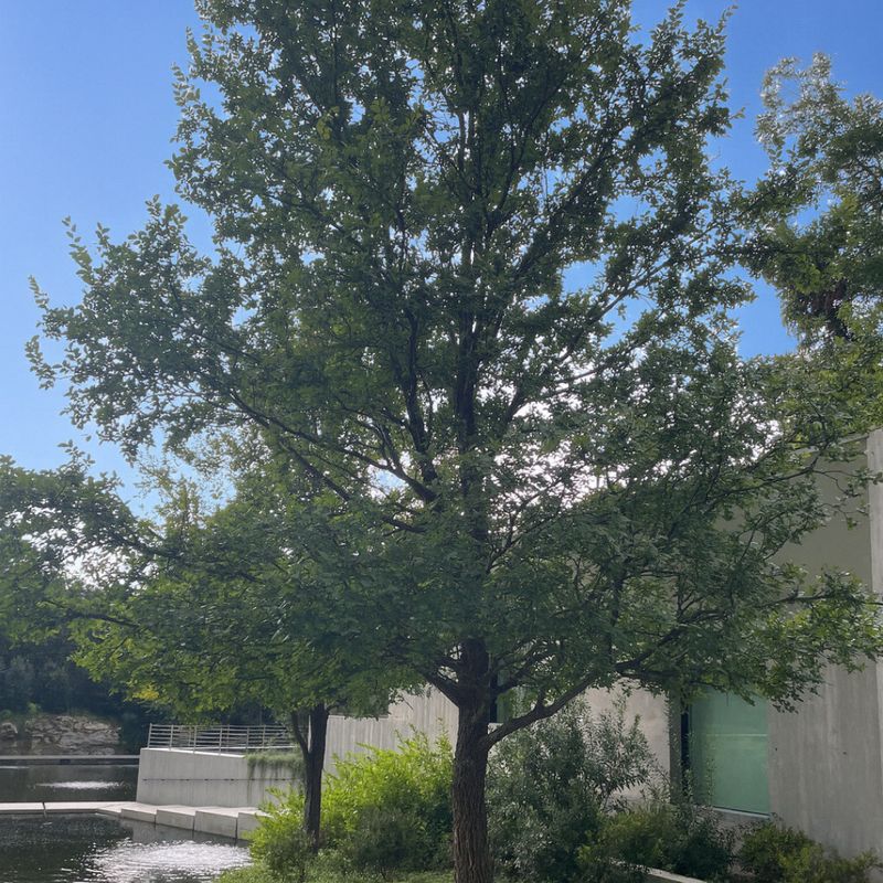 Cedar Elm Handles Texas Heat And Water Limits