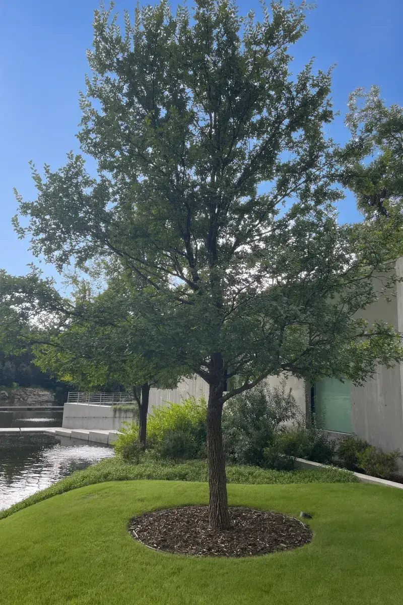 Cedar Elm Is A Tough Native Shade Tree