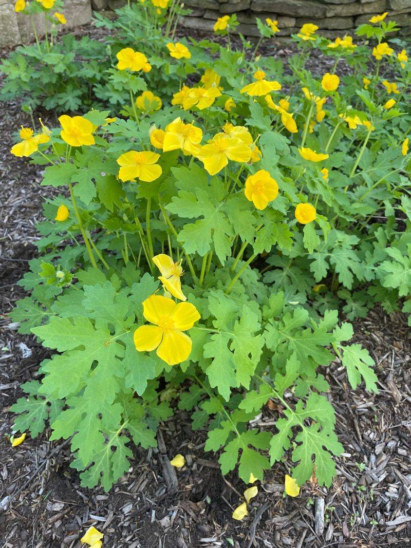 Celandine Poppy Spreads A Golden Spring Show