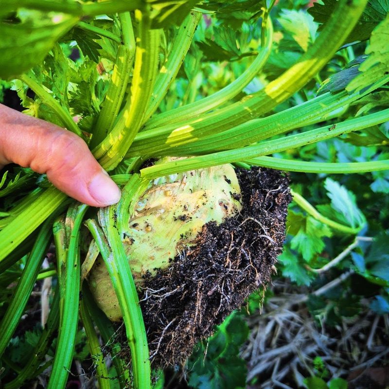 Celeriac Is Ready When Fall Takes Over Celeriac Is Ready When Fall Takes Over