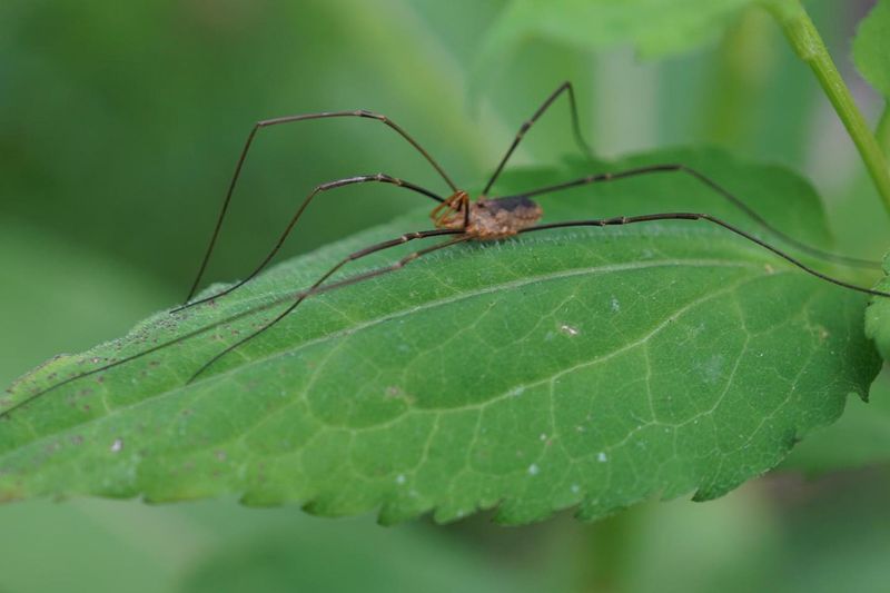 Cellar Spiders Help Control Other Household Pests Cellar Spiders Help Control Other Household Pests