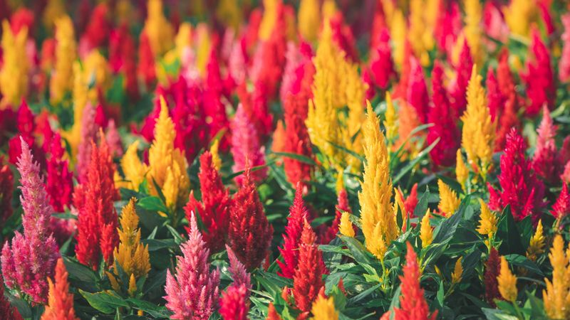 Celosia Adds Bold Texture Through The Hottest Weeks