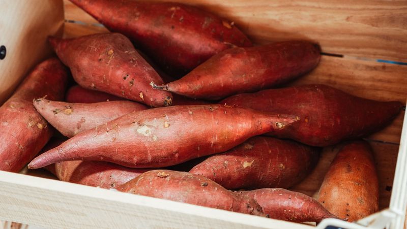 Centennial Sweet Potatoes Offer Reliable Summer Yields Centennial Sweet Potatoes Offer Reliable Summer Yields