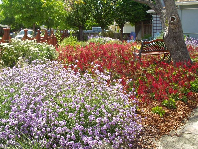 Central Coast Wilds Nursery - Santa Cruz