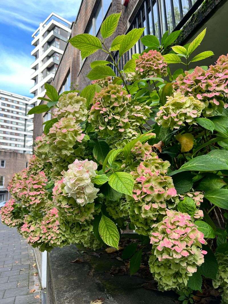 Cercospora Fungus Targets Stressed Hydrangeas Cercospora Fungus Targets Stressed Hydrangeas