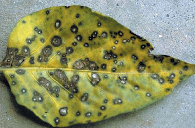 Cercospora Fungus Thrives In Warmth