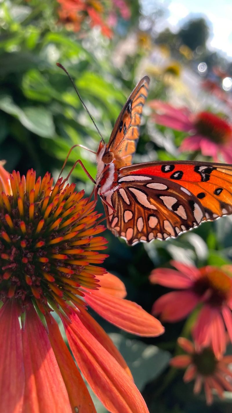 Certain Perennials Respond Best To This Fix Certain Perennials Respond Best To This Fix