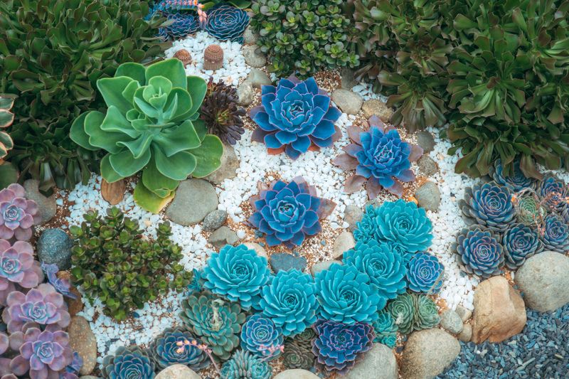 Certain Plants Tolerate Rock Mulch Better