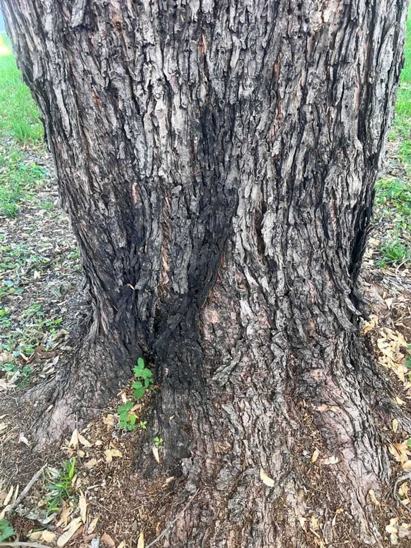 Certain Tree Species Are More Prone