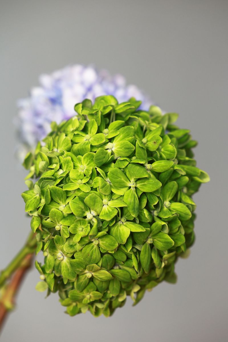 Certain Varieties Green More Easily Certain Varieties Green More Easily