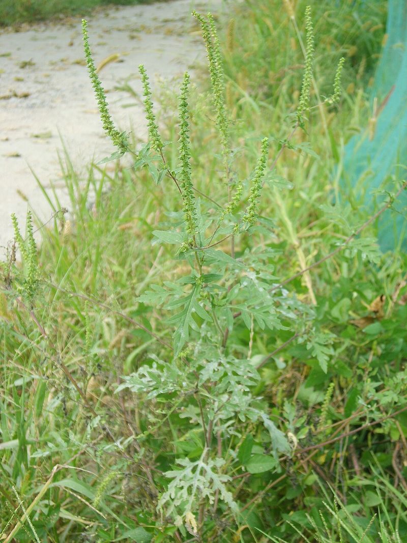 Certain Yard Conditions Fuel Worse Ragweed Reactions Certain Yard Conditions Fuel Worse Ragweed Reactions