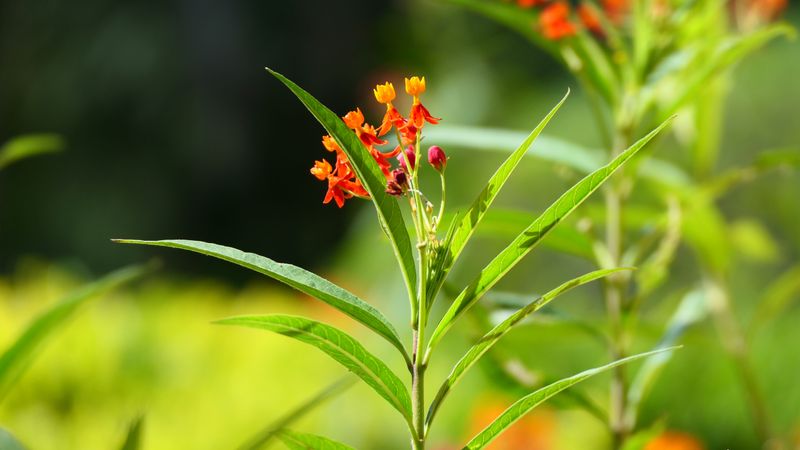 Changing Neighbors' Minds About This Native Plant