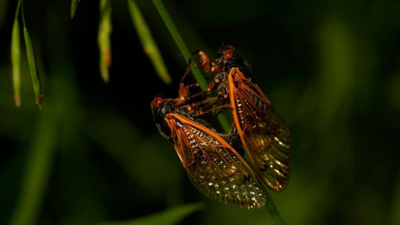 Changing Weather Can Shift Flying Insect Activity Changing Weather Can Shift Flying Insect Activity