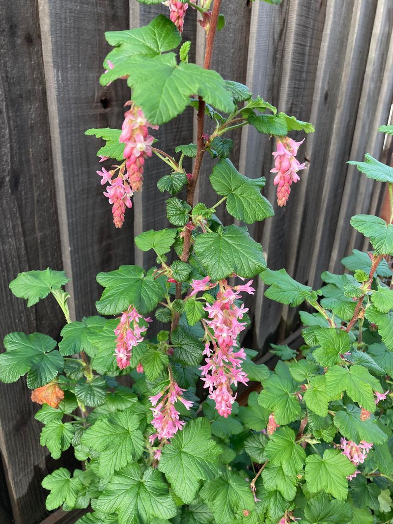 Chaparral Currant Brings Seasonal Flowers To Drier Beds Chaparral Currant Brings Seasonal Flowers To Drier Beds