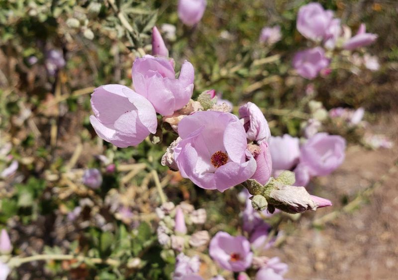 Chaparral Mallow Shrugs Off Harsh Sun Chaparral Mallow Shrugs Off Harsh Sun