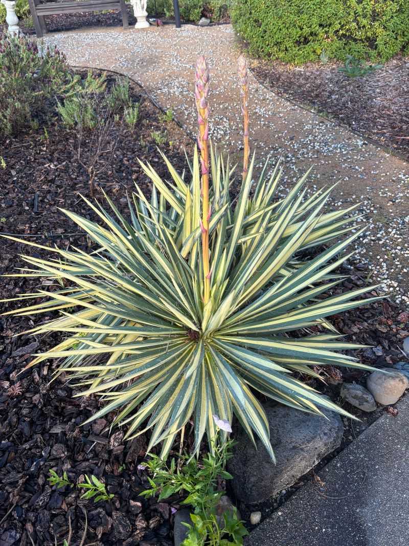 Chaparral Yucca Keeps Its Form Long After Summer Ends Chaparral Yucca Keeps Its Form Long After Summer Ends