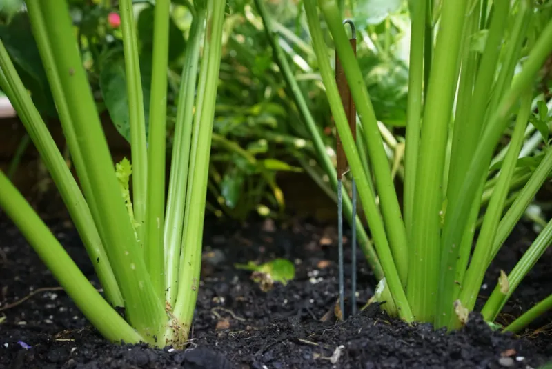 Check Between Leaf Stems