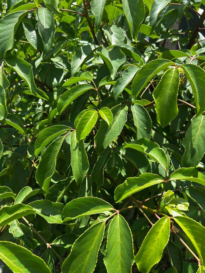 Check Brazilian Pepper Against Current Rules