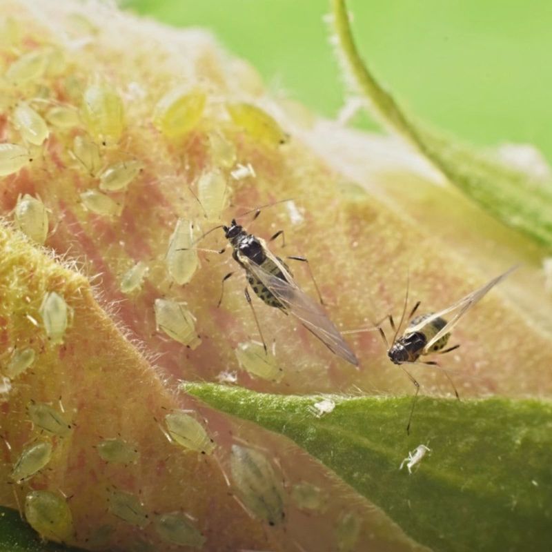Check Buds And Leaves For Late Summer Pests