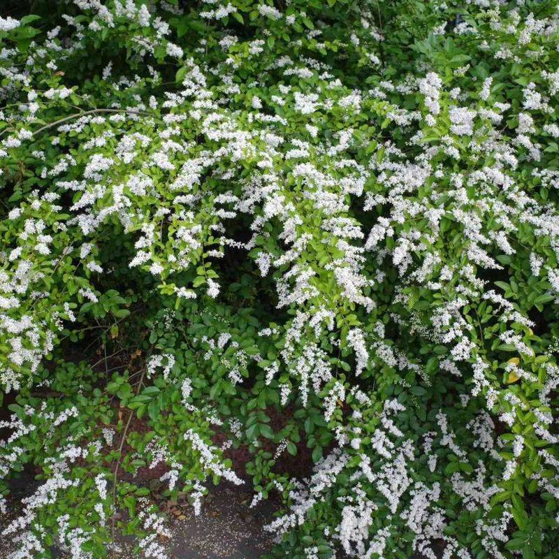 Check Chinese Privet Before Keeping It