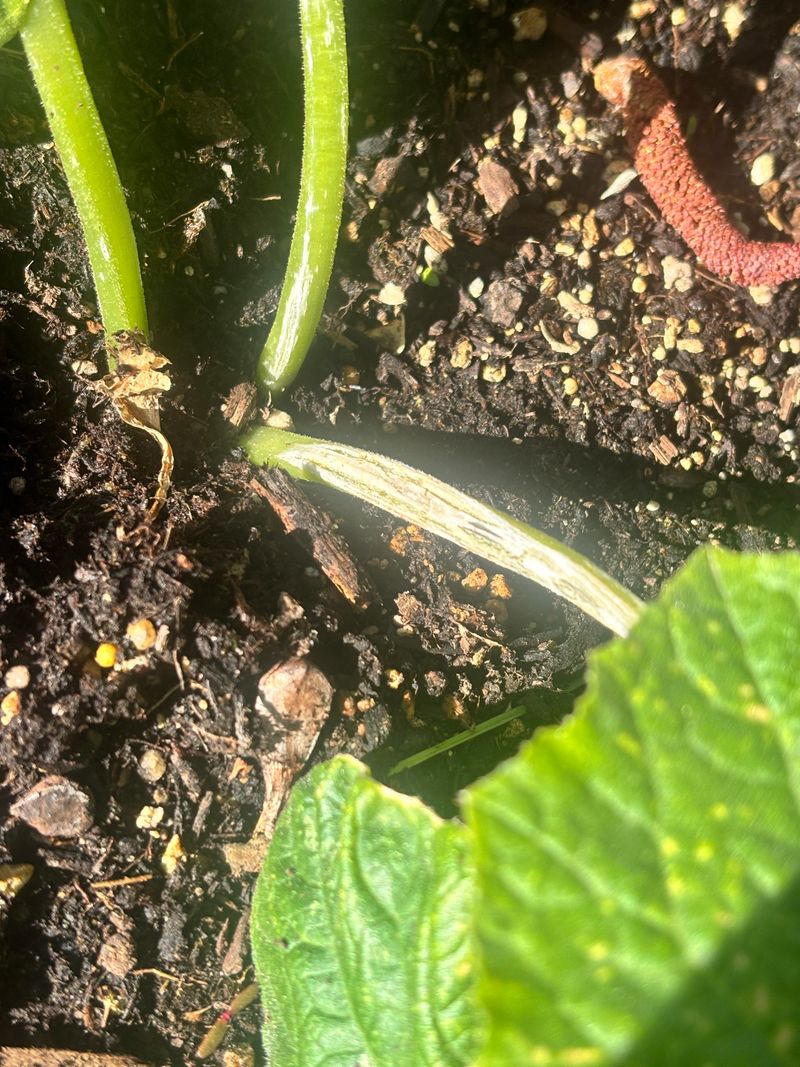 Check Cucumbers For Storm Damaged Vines Check Cucumbers For Storm Damaged Vines