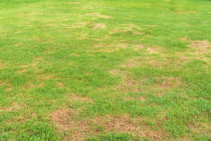 Check Fescue And Ryegrass First