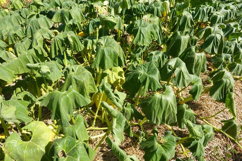 Check First For Root Rot Warning Signs