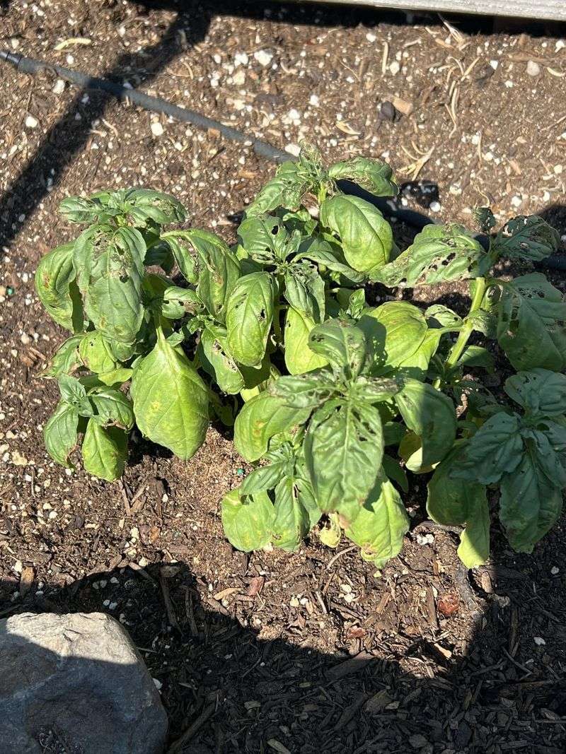 Check Folded Leaves For Earwigs