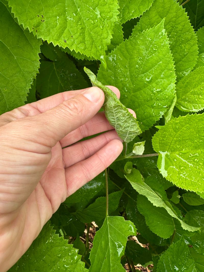 Check Folded Leaves For Leaftiers Check Folded Leaves For Leaftiers
