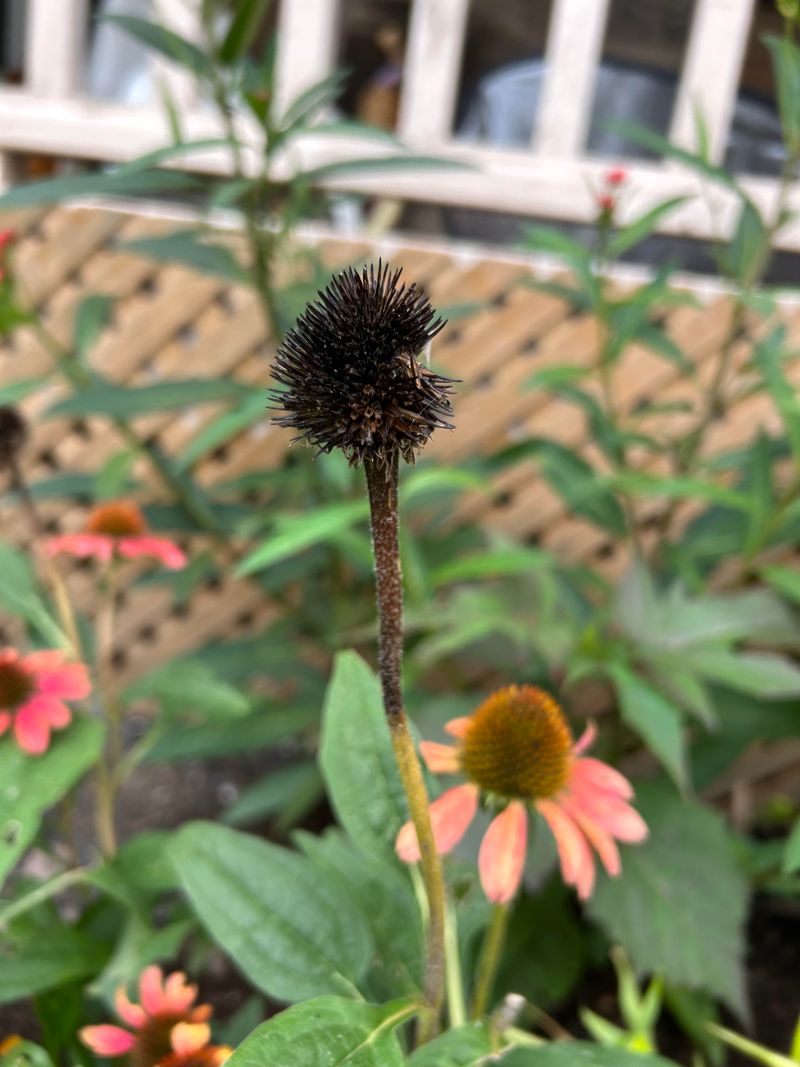 Check For A Dry Brown Cone Check For A Dry Brown Cone