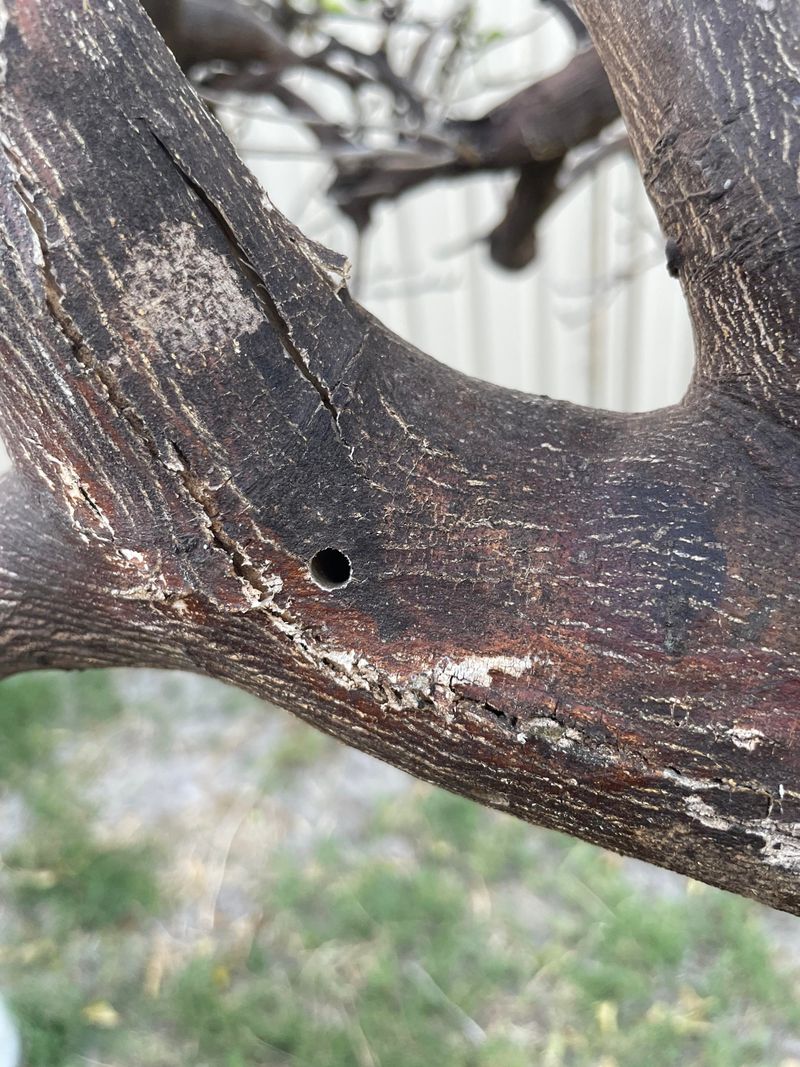 Check For Borers Around Heat-Damaged Bark