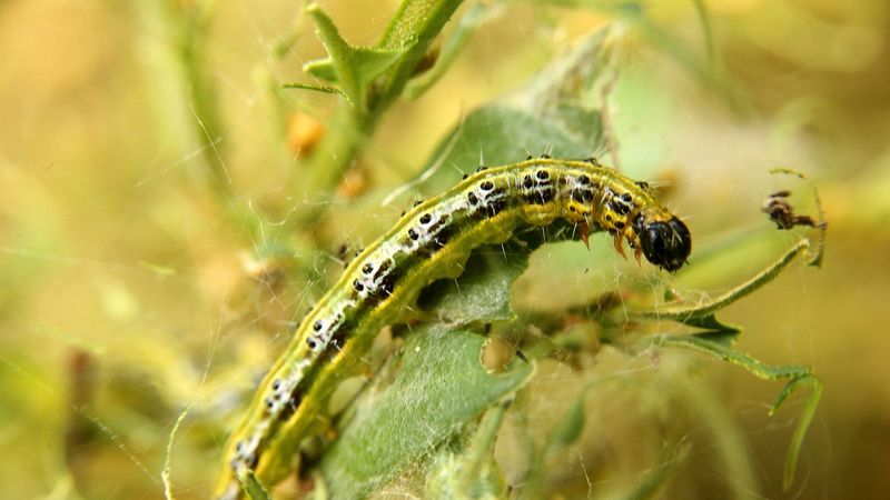 Check For Box Tree Moth Before Cutting Again