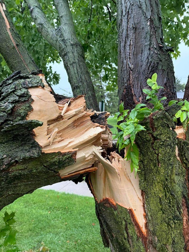 Check For Broken, Hanging, Or Split Limbs First Check For Broken, Hanging, Or Split Limbs First