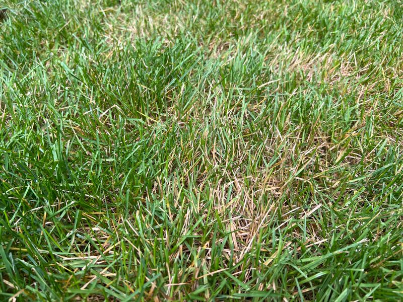 Check For Brown Patches That Lift Like Carpet Check For Brown Patches That Lift Like Carpet