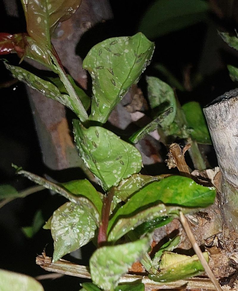 Check For Crape Myrtle Aphids