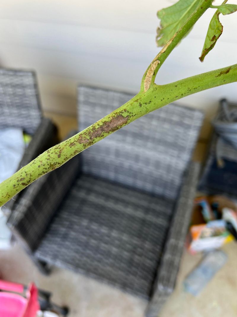 Check For Late Blight Above The Damage Check For Late Blight Above The Damage
