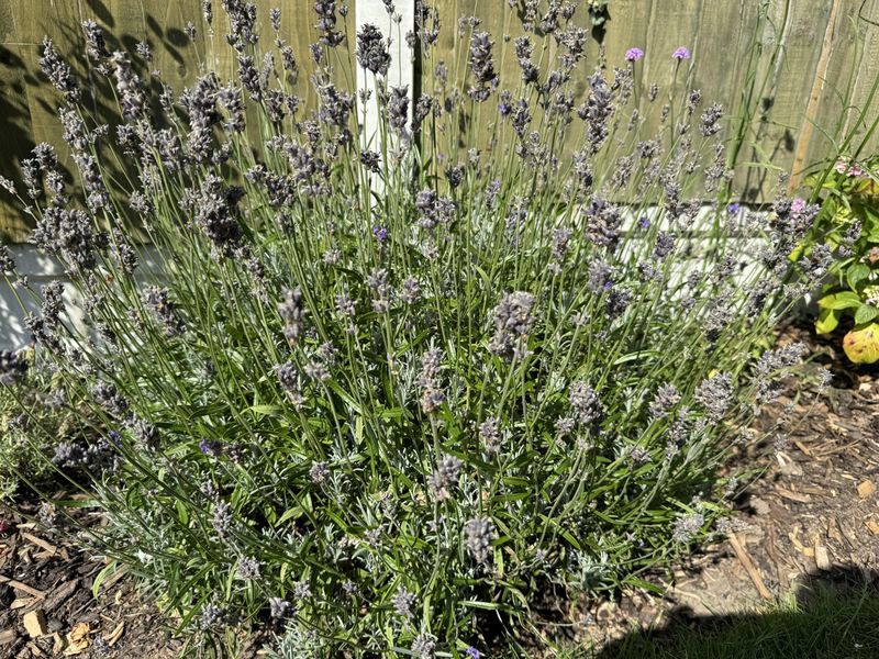 Check For Low Spots Where Winter Water Can Collect