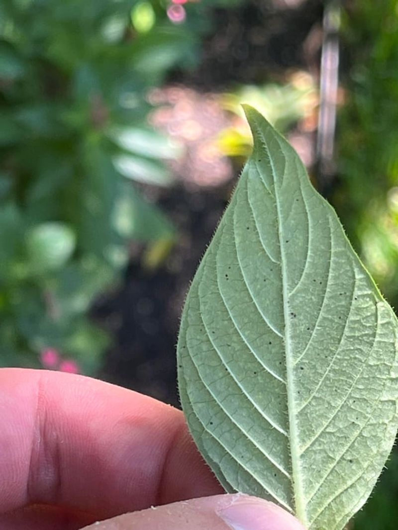 Check For Mites Before Treating Pest Problems