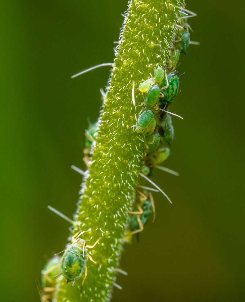 Check For Pests Hiding In Foliage Check For Pests Hiding In Foliage