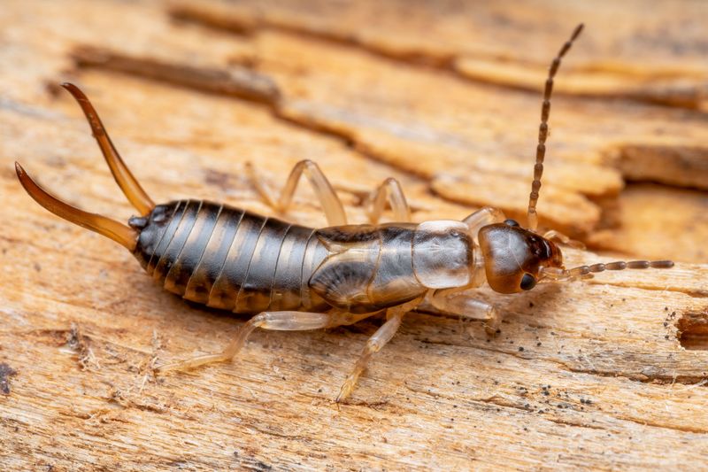Check For Pests Like Earwigs Check For Pests Like Earwigs
