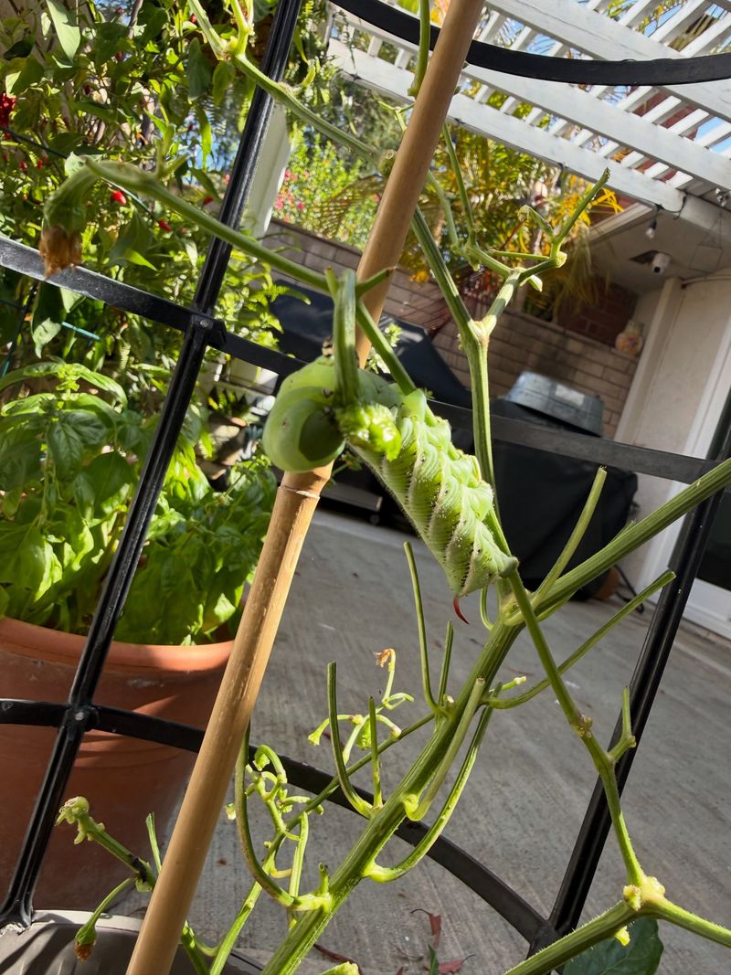 Check For Stripped Leaves And Bare Stems Check For Stripped Leaves And Bare Stems