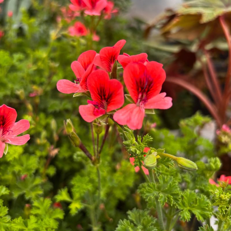 Check For Summer Pests Check For Summer Pests
