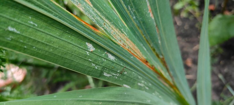 Check For Thrips Before The Season Ends Check For Thrips Before The Season Ends