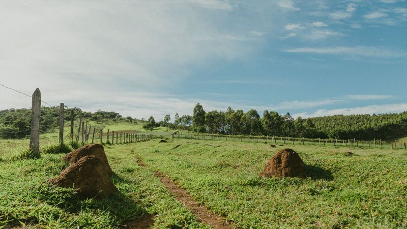 Check For Volcano-Shaped Mounds Of Dirt Check For Volcano-Shaped Mounds Of Dirt