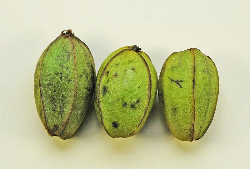 Check For Water Stage Fruit Split Check For Water Stage Fruit Split
