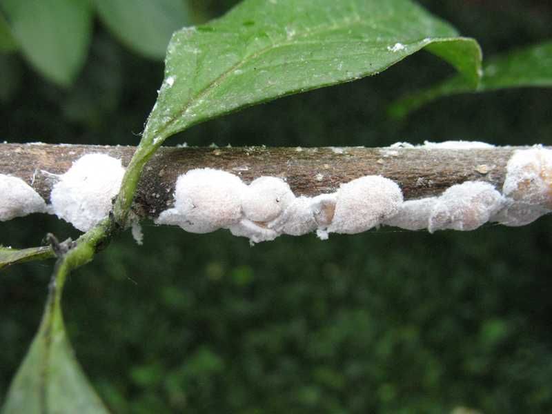 Check For White Waxy Males On Branches Check For White Waxy Males On Branches