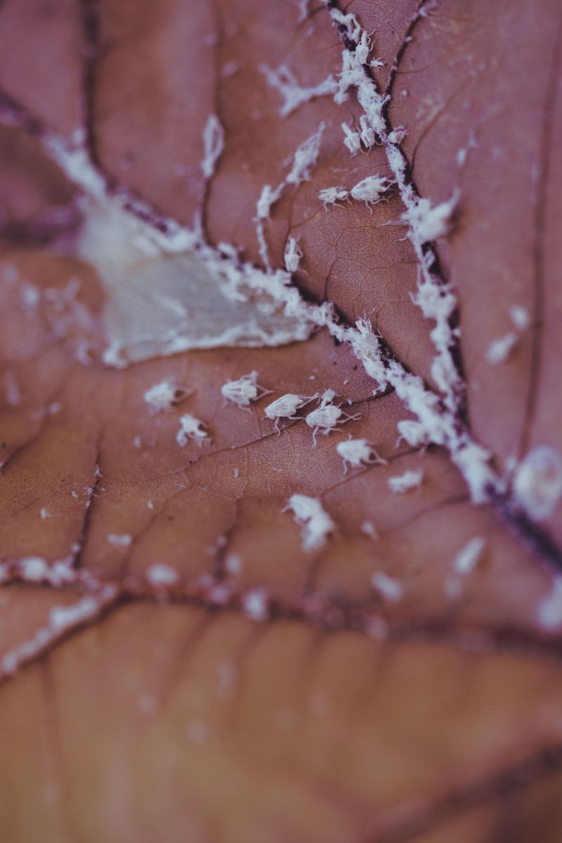Check For Whitefly Infestations Often Check For Whitefly Infestations Often