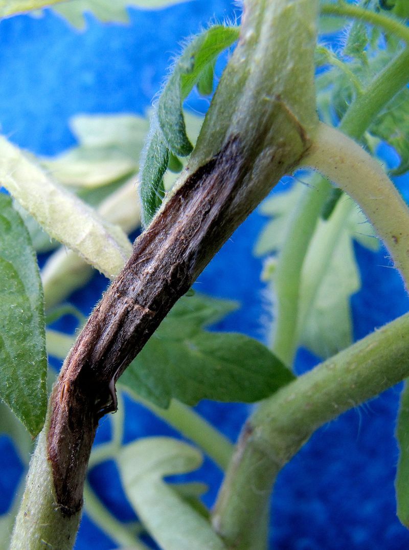 Check Fuzzy Growth For Gray Mold Check Fuzzy Growth For Gray Mold