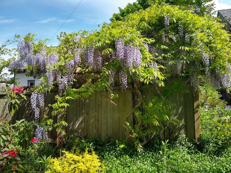Check How Far The Wisteria Has Spread