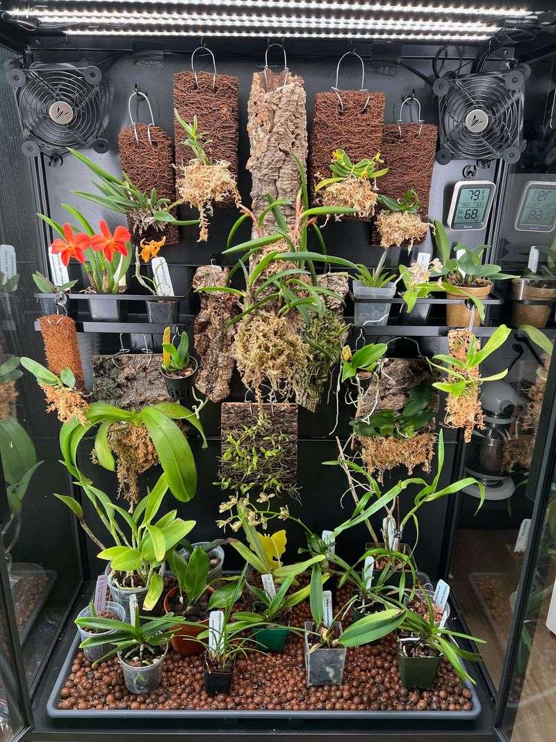 Check Humidity Levels Around Plant Check Humidity Levels Around Plant
